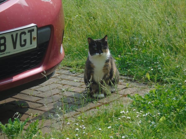 A rather portly tortoiseshell and white cat, sitting on a patch of block paving surrounded by grass, next to a parked car.
