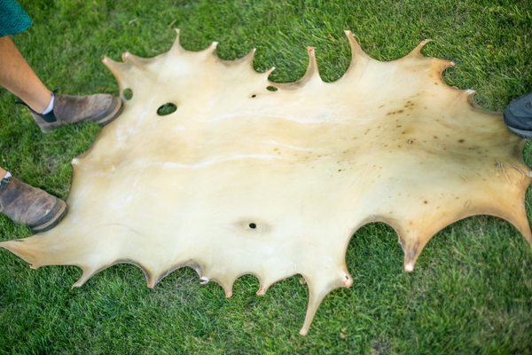 A raw deer hide, prepared for tanning, lying on grass and being held flat at each end by people's feet.